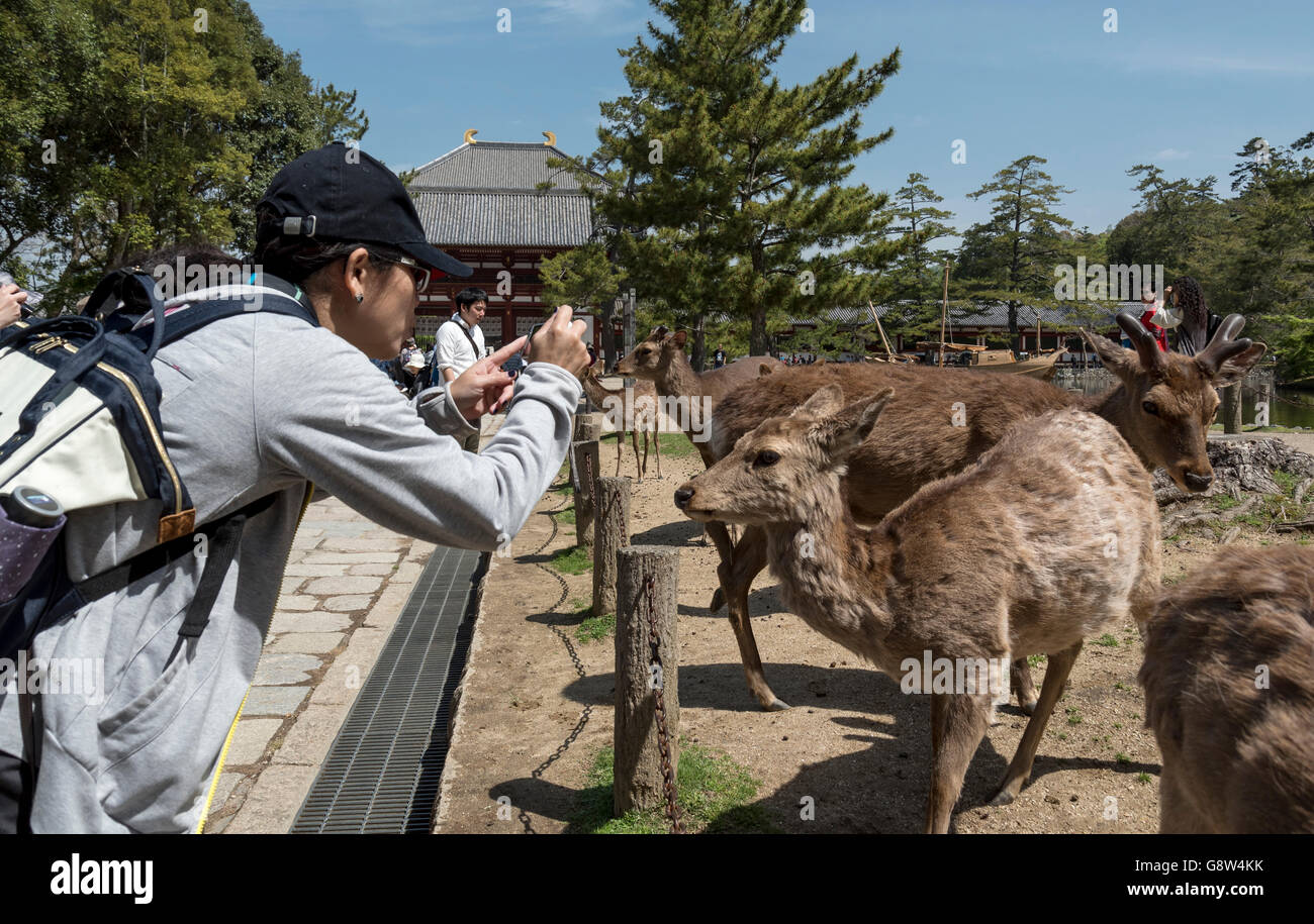 Touristen fotografieren zahm Sika Hirsche außerhalb (Todai-Ji) Todaiji Tempel, Nara, Japan Stockfoto