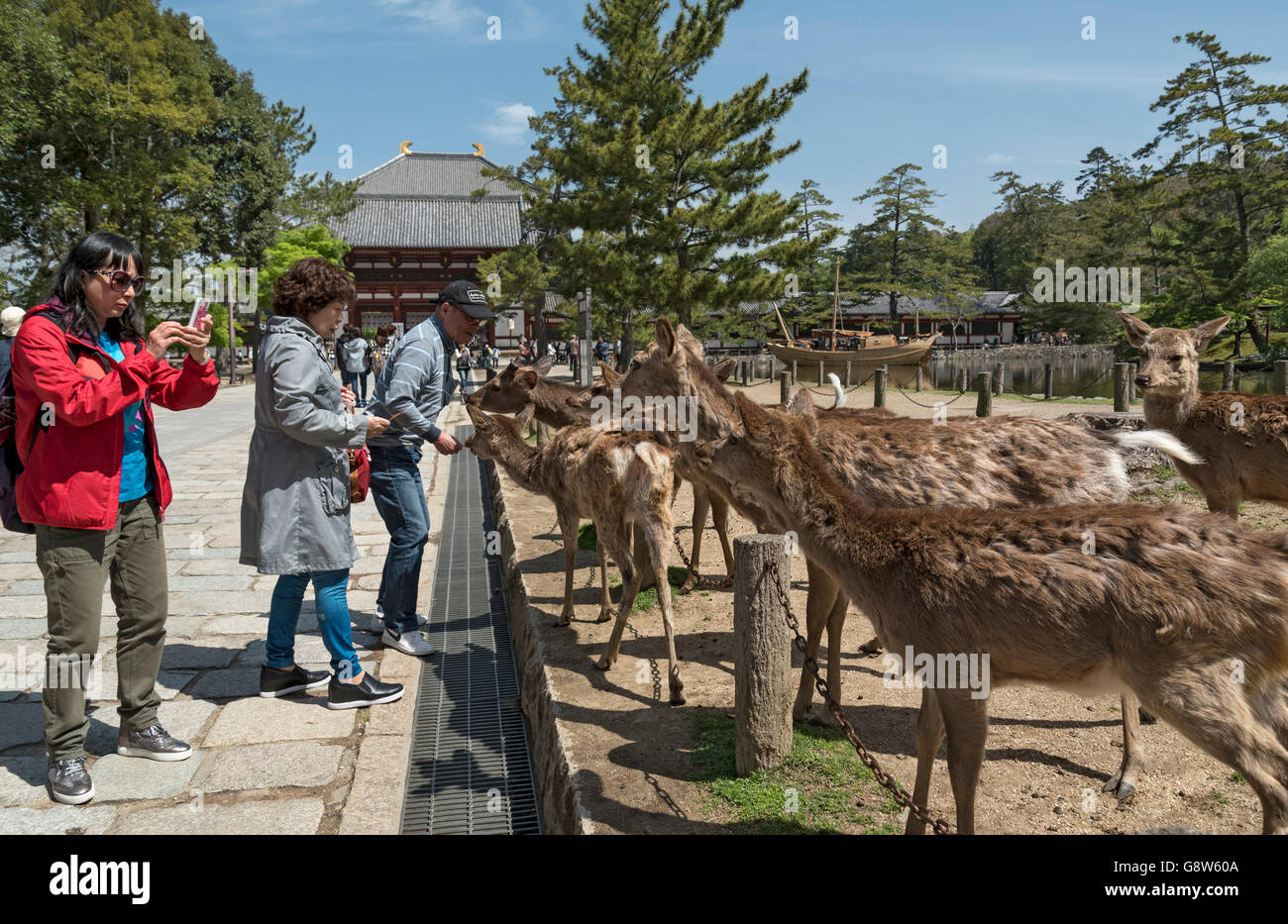 Menschen ernähren zahmen Hirsche außerhalb (Todai-Ji) Todaiji Tempel, Nara, Japan Stockfoto
