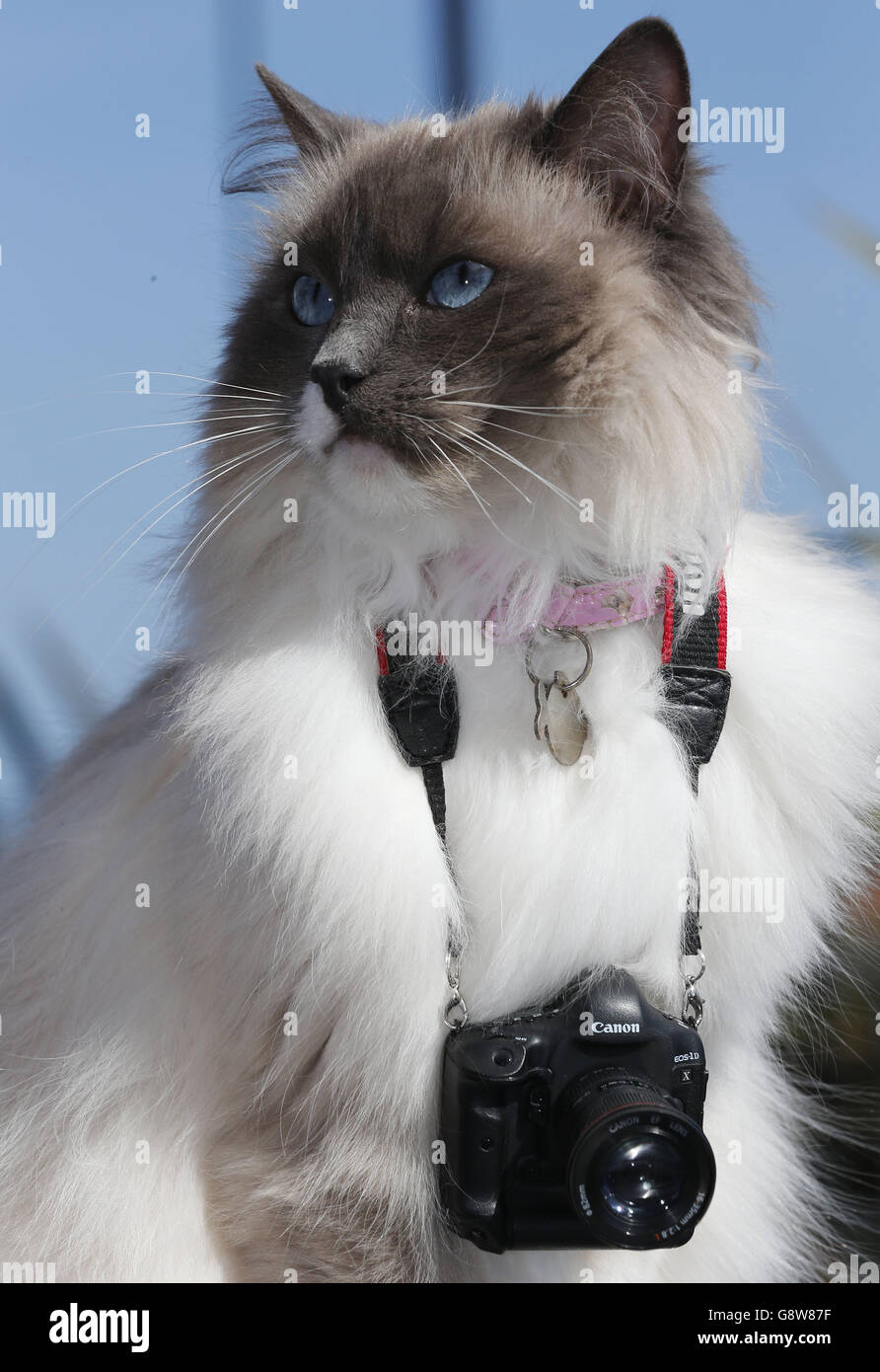 Ragdoll die Katze. Ragdoll die Katze trägt eine Canon USB Canon 1DX MK1 Kamera, während sie das Frühlingswetter in Whitley Bay genießt. Stockfoto