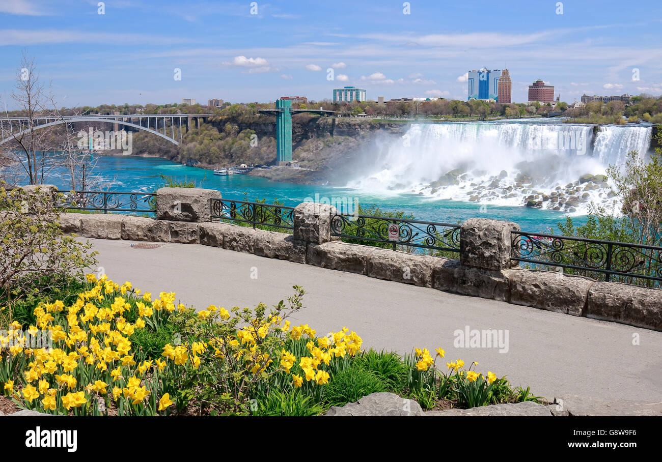 Amerikanischen Wasserfälle von Niagara Falls in Niagara River mit Narzissen Frühlingsblumen blühen auf der kanadischen Seite. Stockfoto