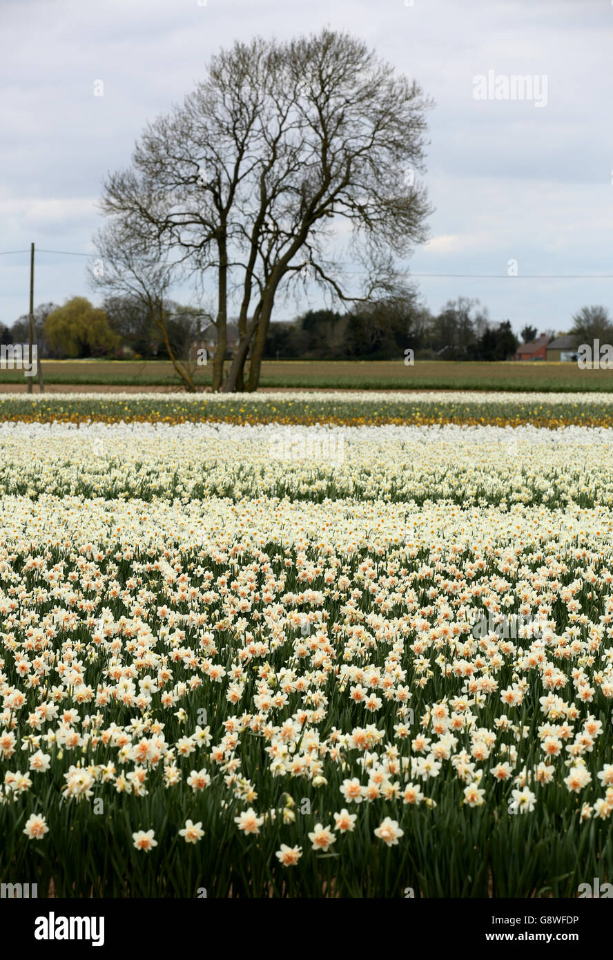 Narzissen blühen auf einem Feld in Holbeach bei Spalding in Lincolnshire. Stockfoto