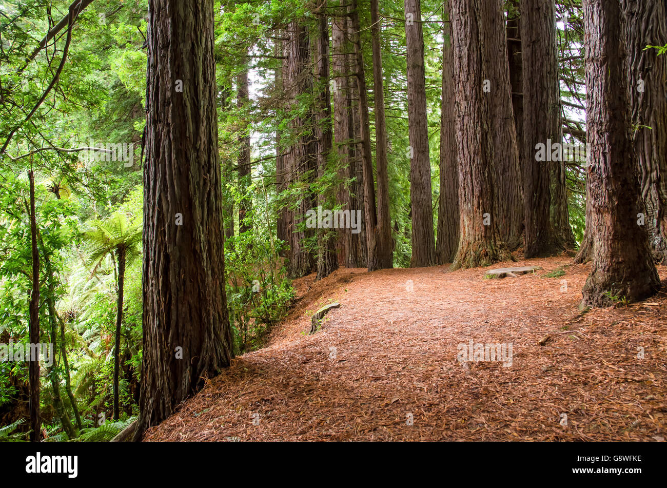 Redwood Grove in Hamurana Springs, Rotorua Neuseeland. Stockfoto