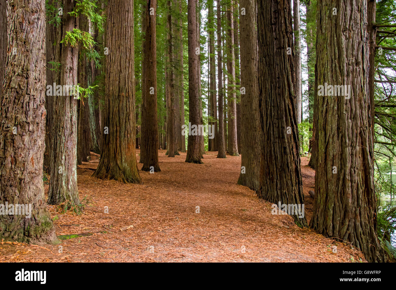 Redwood Grove in Hamurana Springs, Rotorua Neuseeland. Stockfoto