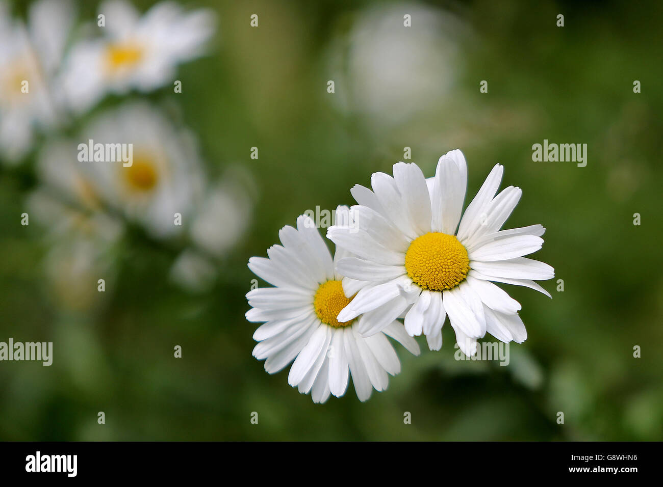 Verdunkelt. Zwei daisy flowers Kampf für Licht mit anderen Gänseblümchen im Hintergrund. Stockfoto