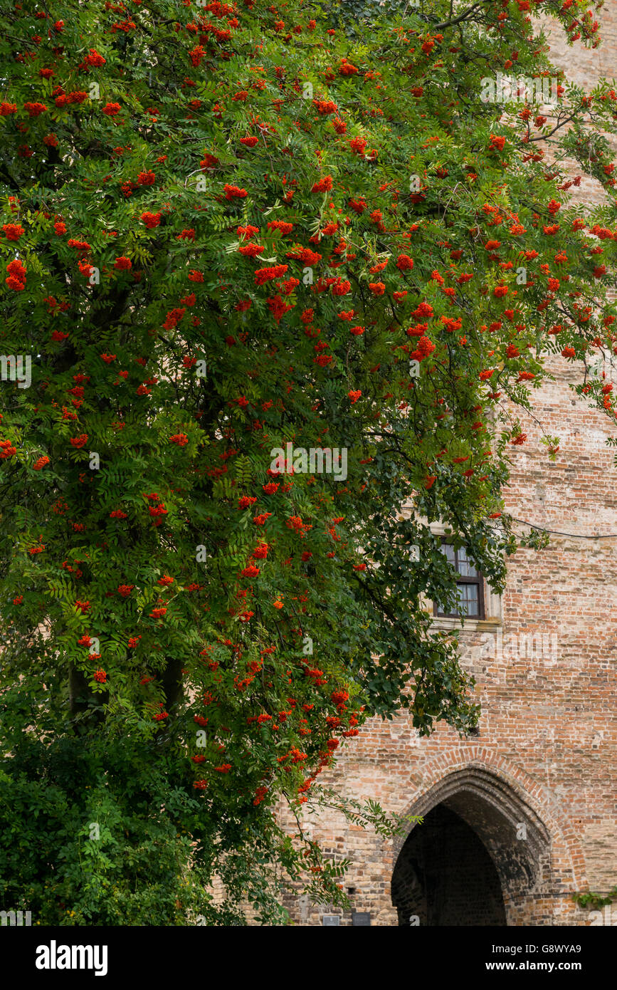Eine Eberesche mit roten Beeren im Inneren Luzker Schloss, Luzk, Ukraine Stockfoto