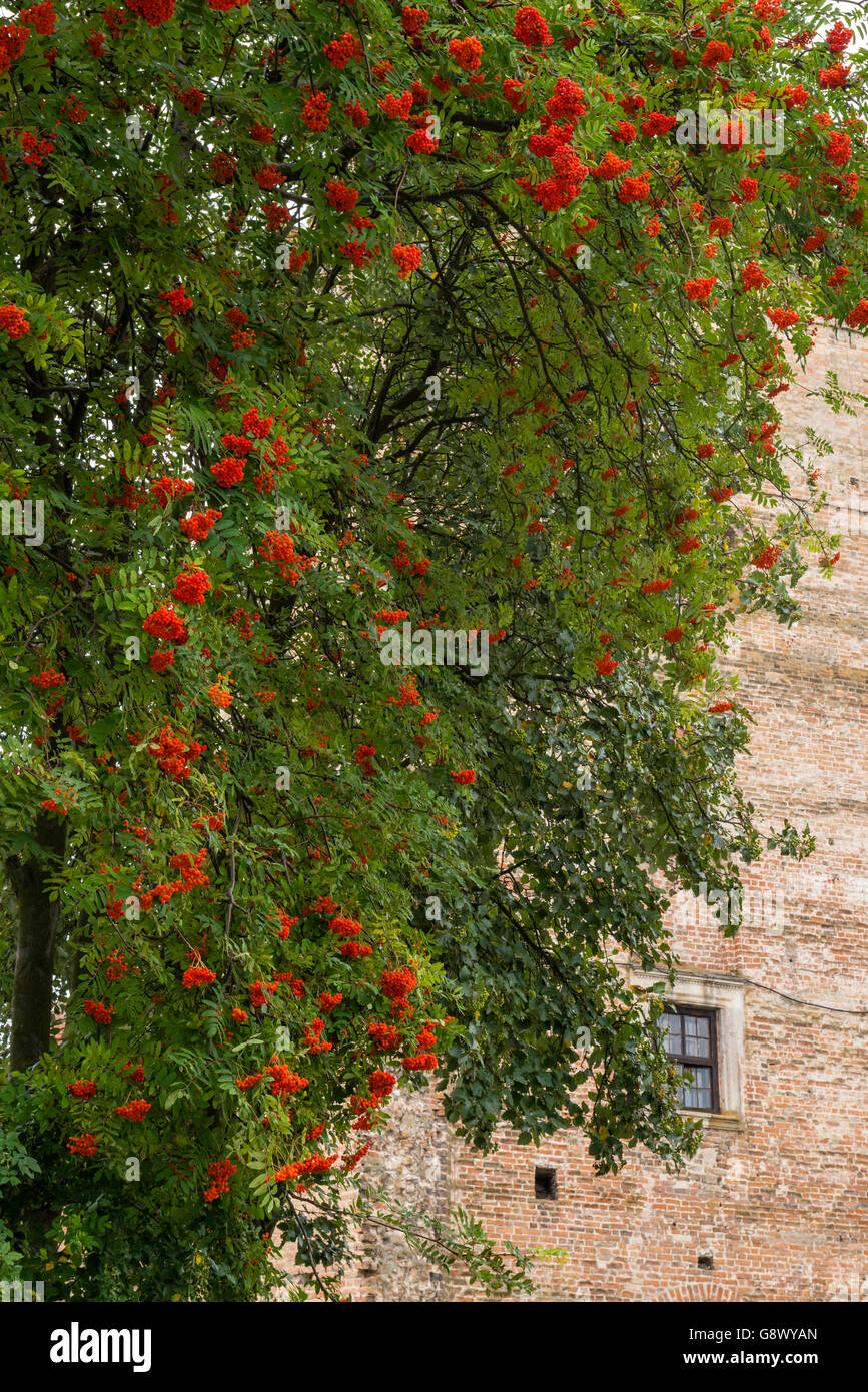Eine Eberesche mit roten Beeren im Inneren Luzker Schloss, Luzk, Ukraine Stockfoto