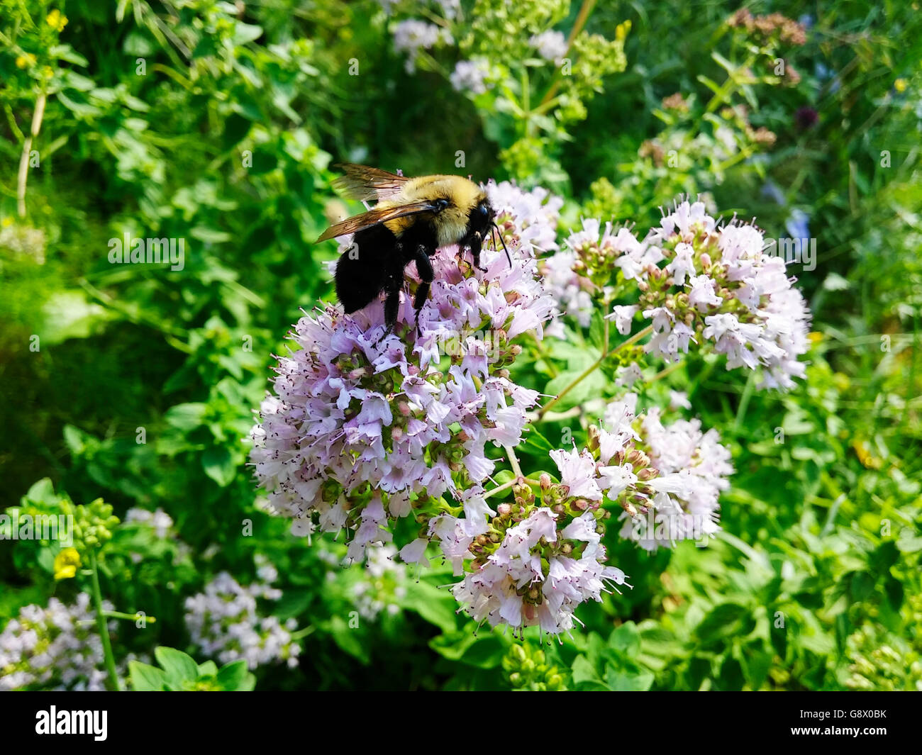 Eine Biene bestäubt eine Oregano-Pflanze, die geblieben ist und blühen in einem Gemeinschaftsgarten in New York auf Freitag, 24. Juni 2016. Aus den 90 Kulturpflanzen, die 90 Prozent der Lebensmittel weltweit liefern bestäuben Lieferung Bienen 71 dieser Kulturen.  (© Richard B. Levine) Stockfoto