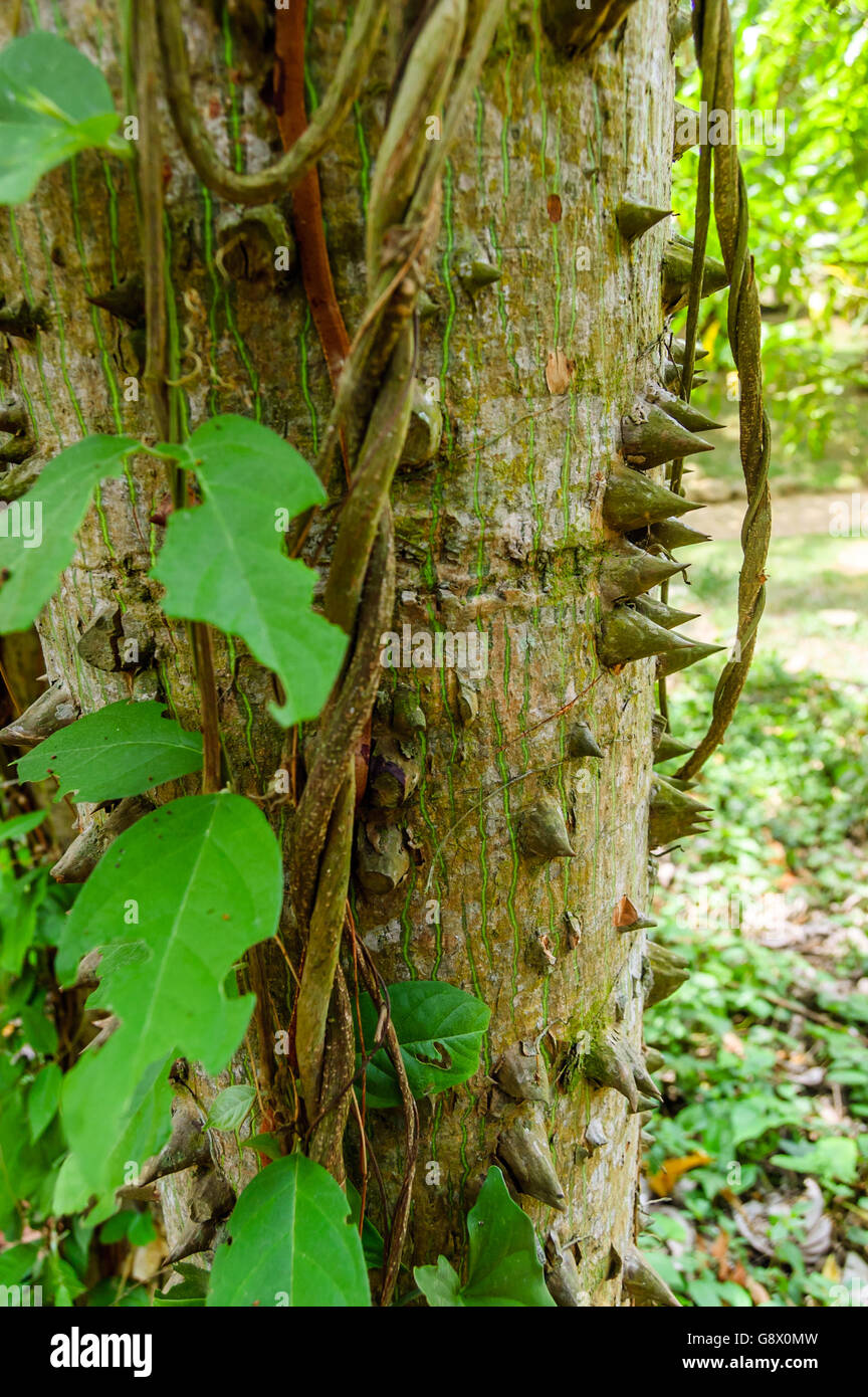 Ceiba oder Kapok-Baum, Guatemala, Mittelamerika. Dornige Stamm junge Ceiba Baum, der Nationalbaum von Guatemala Stockfoto