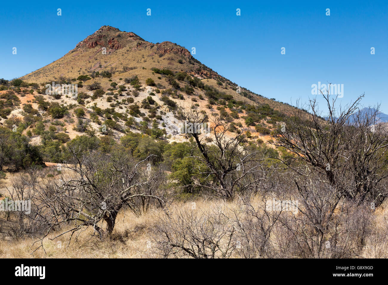 Eine große Wüste Grünland Hügel überragt Mesquite, Eiche und Wacholder-Bäume in den Canelo Hills. Coronado National Forest, Ariz Stockfoto