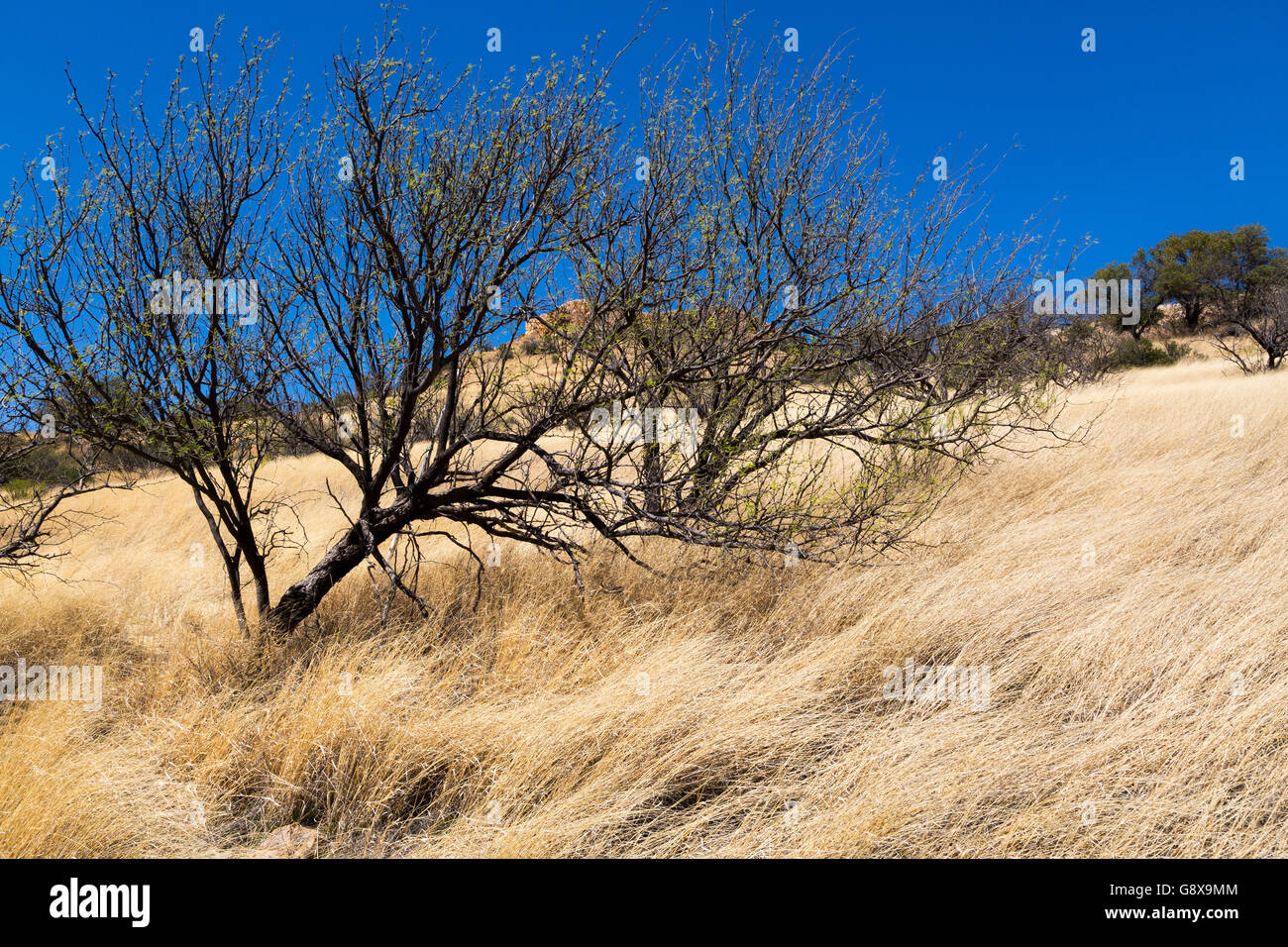 Ein Mesquite-Baum blättert in die hohe Wüste Wiesen der Canelo Hills. Coronado National Forest, Arizona Stockfoto