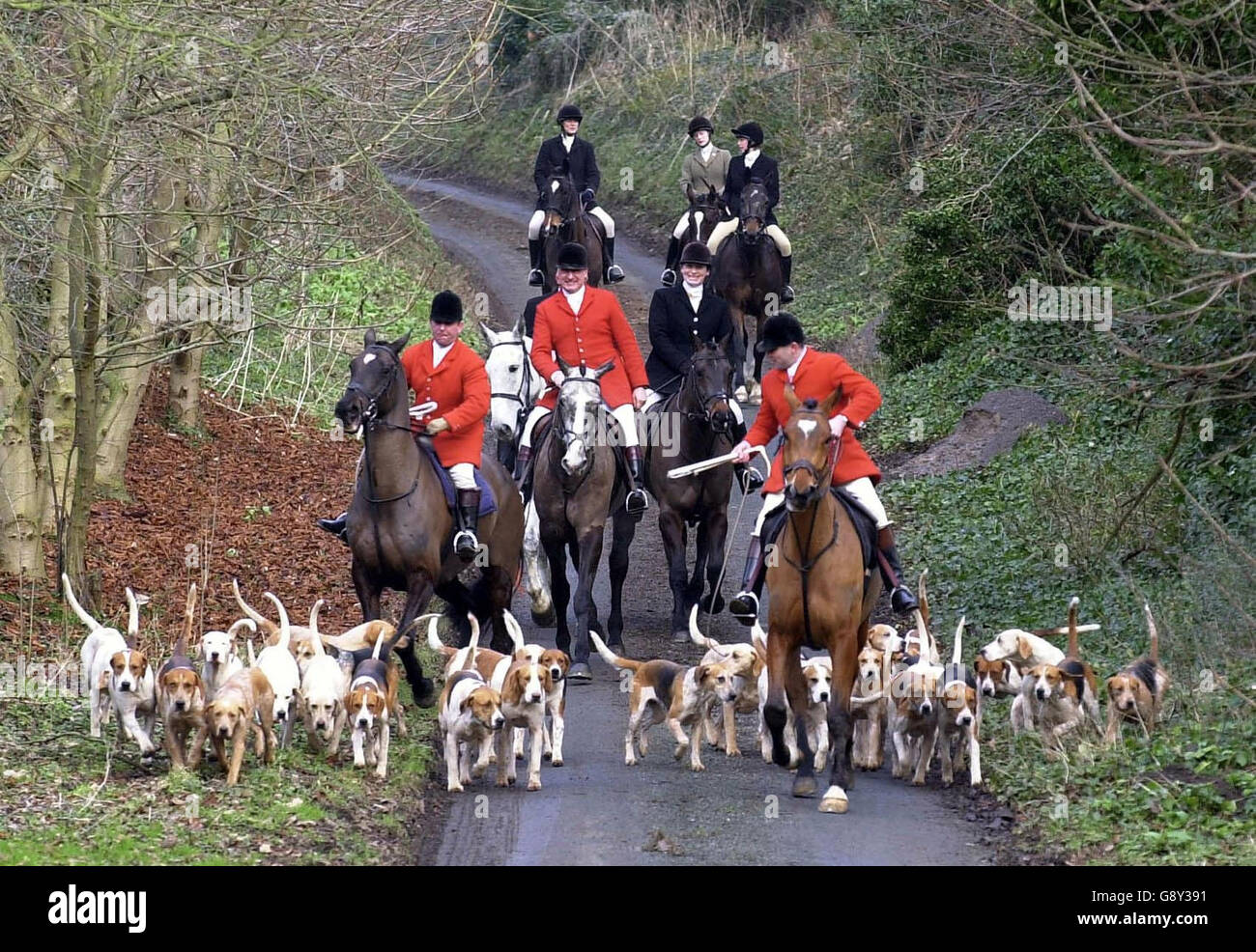 Bibliotheksfiler vom 16/1/2001 der Derwent Hunt bei Pickering in North Yorkshire. Die Gesetzesherren haben am Donnerstag, den 13. Oktober 2005, eine Herausforderung für das Verbot der Jagd mit Hunden abgelehnt. Die Anhänger der Jagd gingen im Juli an den höchsten Gerichtshof des Landes, das Oberhaus, mit der Begründung, dass das Gesetz des Parlaments von 1949 nicht legal sei und daher das Jagdgesetz damit gefallen sei. Aber in einer einstimmigen Entscheidung, die Law Lords entschieden, dass das Gesetz, verwendet, um das Jagdgesetz durch das Parlament nach dem Widerstand des Oberhauses zu zwingen, war legal. Siehe PA Geschichte COURTS Hunt. DRÜCKEN Sie VERBANDSFOTO. Bildnachweis Stockfoto