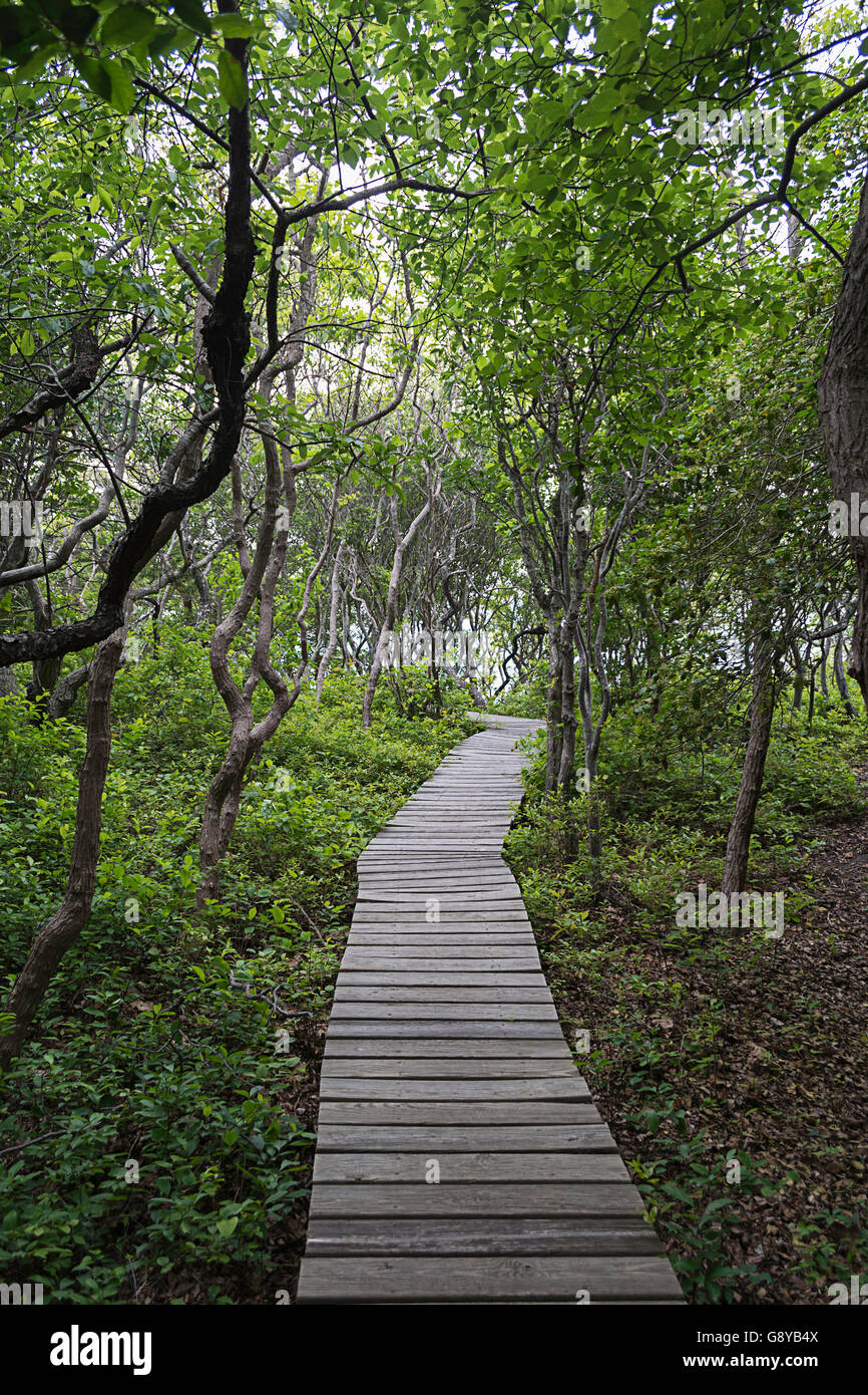 Der Holzsteg auf Fire Island in New York. Stockfoto