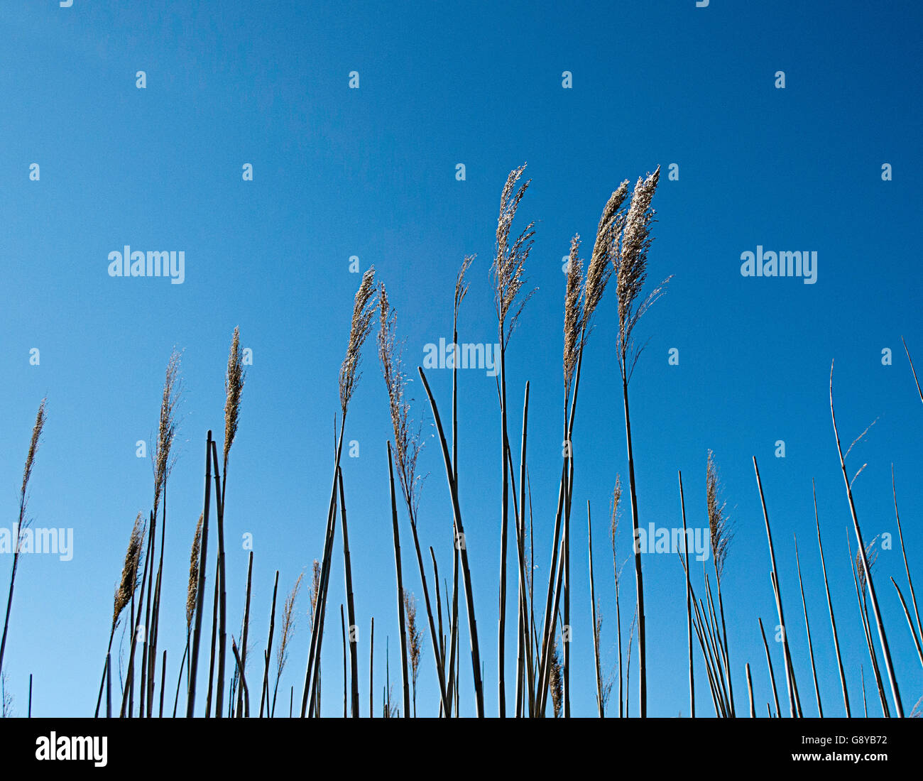 Seegras auf Fire Island Stockfoto