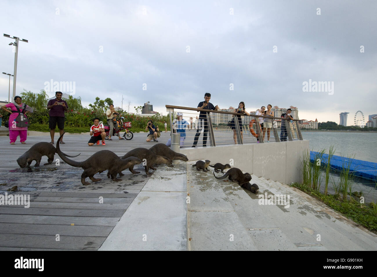 Singapur. 1. Juli 2016.  Mitglieder einer Familie wilde Otter genannt 'Bishan10' in Singapurs Sports Hub. Die Größe dieser wilde Otter-Familie vergrößert sich aus nur zwei Otter in Singapurs Zentralbereich Bishan Park in 2014 bis zehn Otter bis jetzt zum ersten Mal gesichtet. Infolgedessen nicknamed Singapurs Otter-Enthusiasten sie als "Bishan10". Innerhalb dieser 2 Jahre ist eine Zunahme der Sichtungen von verschiedenen Otter Familien an vielen Orten von Singapur. Bildnachweis: Xinhua/Alamy Live-Nachrichten Stockfoto