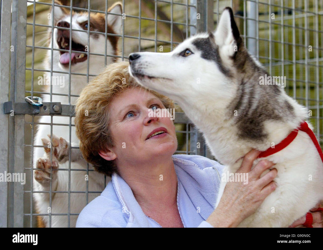 Hundezüchterin Jenny Manley mit einer ihrer 24 sibirischen Huskies, bei ihr zu Hause in Hythe bei Southampton, Dienstag, 1. November 2005, an dem Tag, an dem sie mit einer zweiten Lärmreduzierung versorgt wurde. Frau Manley, die Eigentümer der Howling Dog Zwinger in Hythe ist, wurde vom New Forest District Council die Nachricht zugestellt, nachdem sich die ehemaligen Besitzer des Four Seasons Hotel nebenan, Louise und Michael White, beschwert hatten. Die Tests zeigten, dass das Heulen der Hunde 60 Dezibel in Herrn White's Schlafzimmer registrierte. Siehe PA Geschichte TIERE Huskies. DRÜCKEN Sie VERBANDSFOTO. Bildnachweis sollte lauten: Chris Ison/PA. Stockfoto