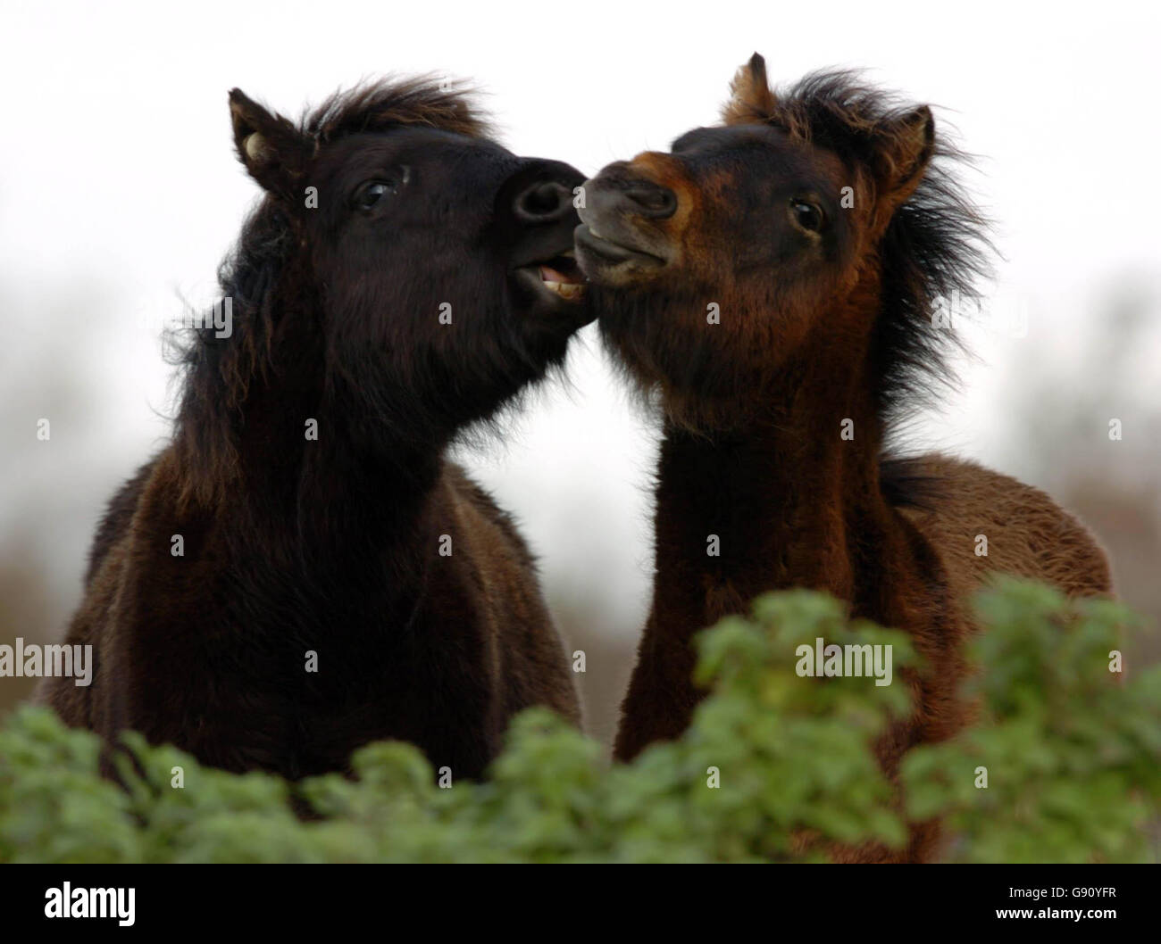 Tiere-Ponys Stockfoto