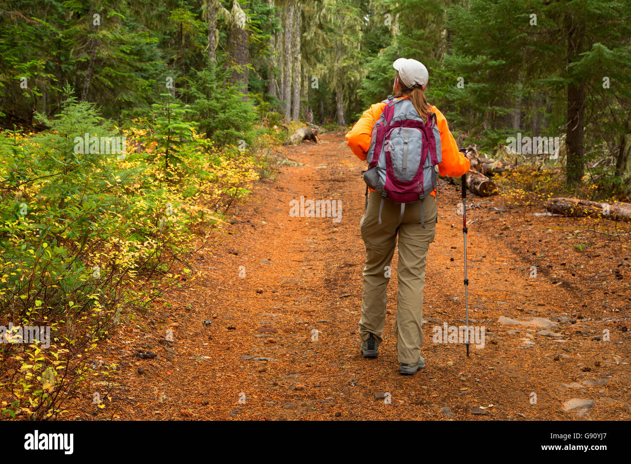 Sisi Butte Road, Mt Hood National Forest, Oregon Stockfoto