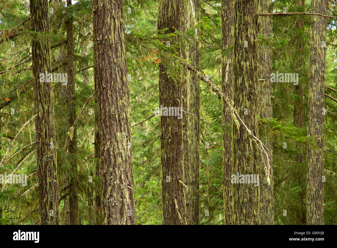 Wald Weg Sisi Butte, Mt. Hood National Forest, Oregon Stockfoto