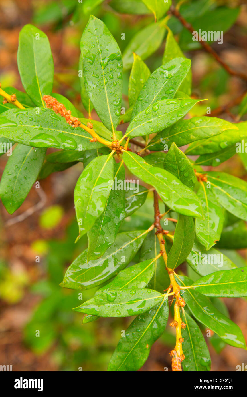 Chinkapin Blätter entlang Sisi Butte Road, Mt Hood National Forest, Oregon Stockfoto