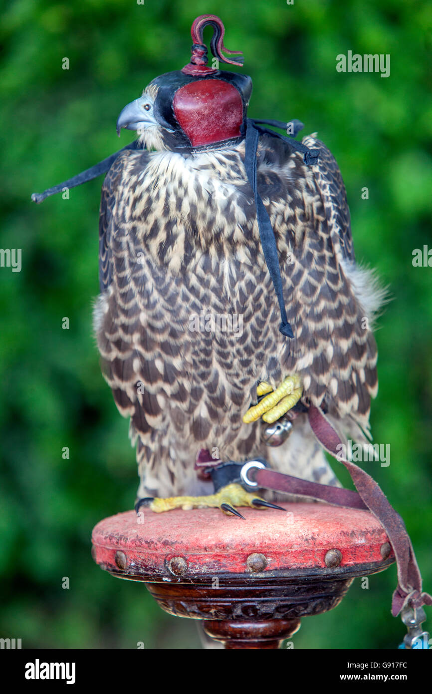 Der Falke sitzt auf einem sitzenden Pfosten mit einer Falknerei-Kapuze und einer Mütze auf dem Kopf Stockfoto