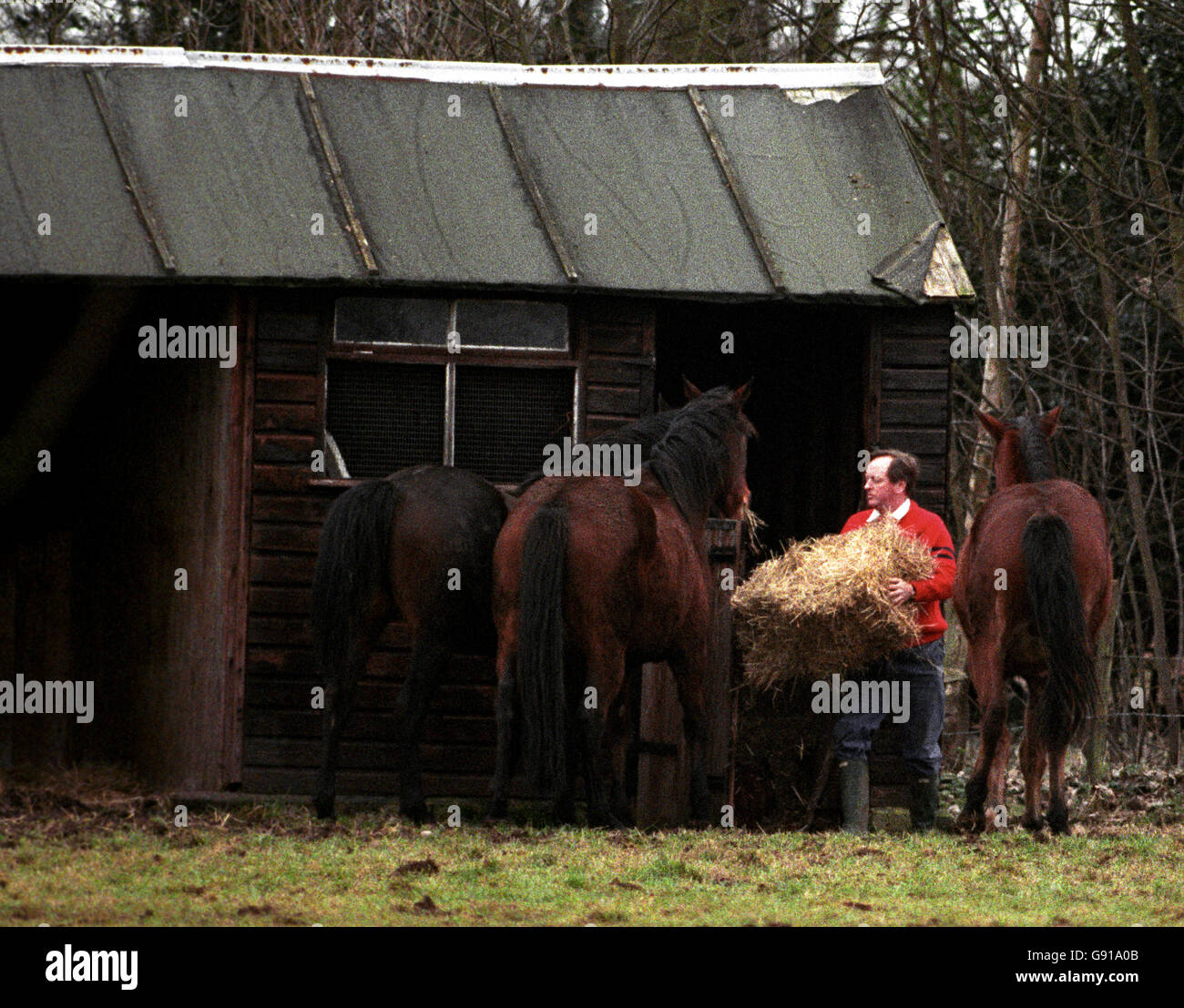 Brigadier Andrew Parker-Bowles, Ehemann von Camilla, füttert Pferde in ihrem Landhaus, Middlewick House, Pickwick, in der Nähe von Corsham, Wiltshire. Stockfoto