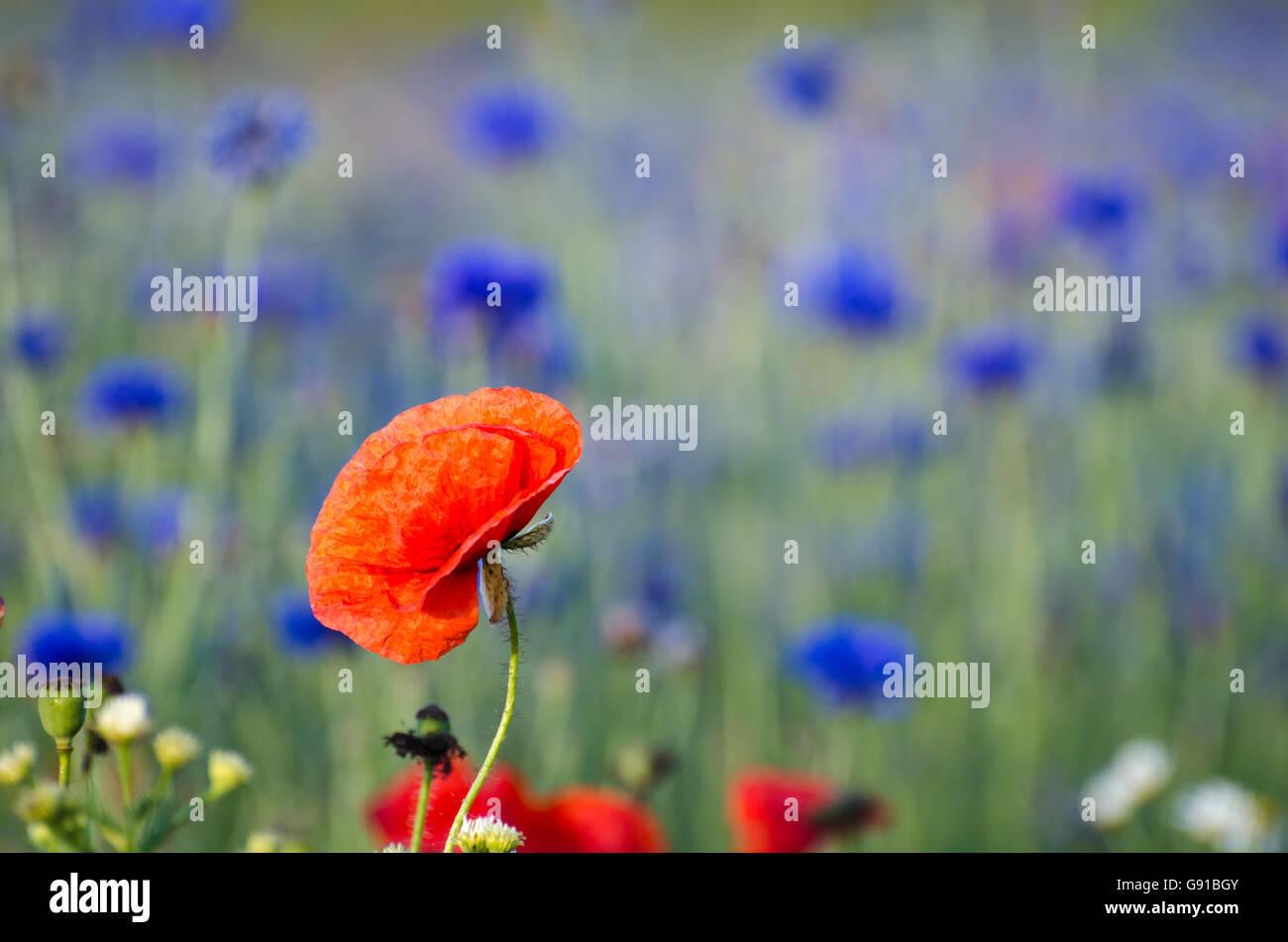 Eine Mohnblume in einem Kornblume-Feld im Fokus Stockfoto