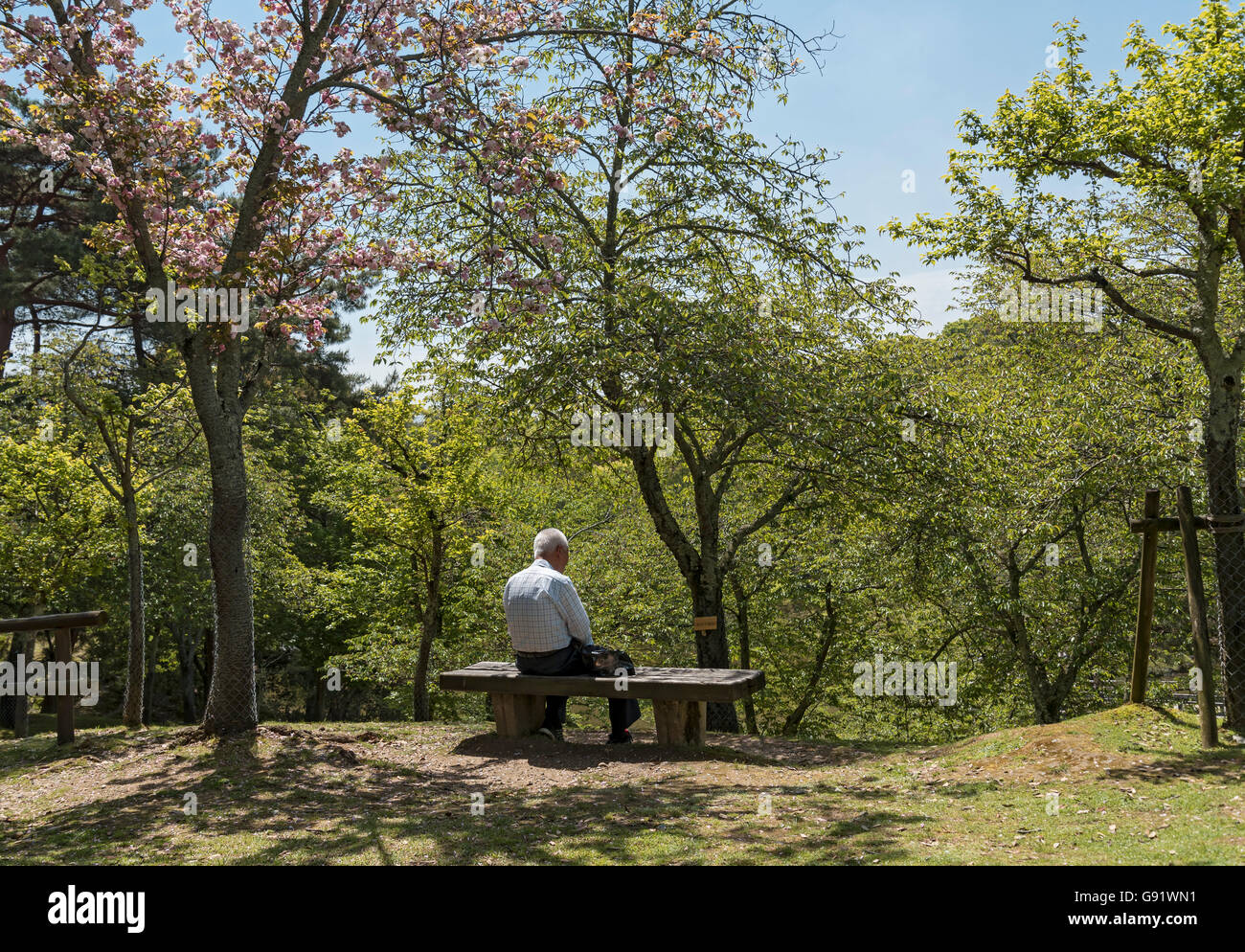 Älterer Mann sitzt auf der Bank unter blühenden Sakura Baum in Nara-Park, Japan Stockfoto