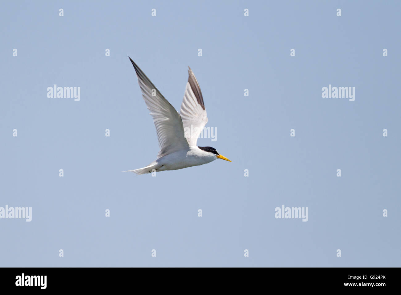 Wenigsten Tern im Flug Stockfoto