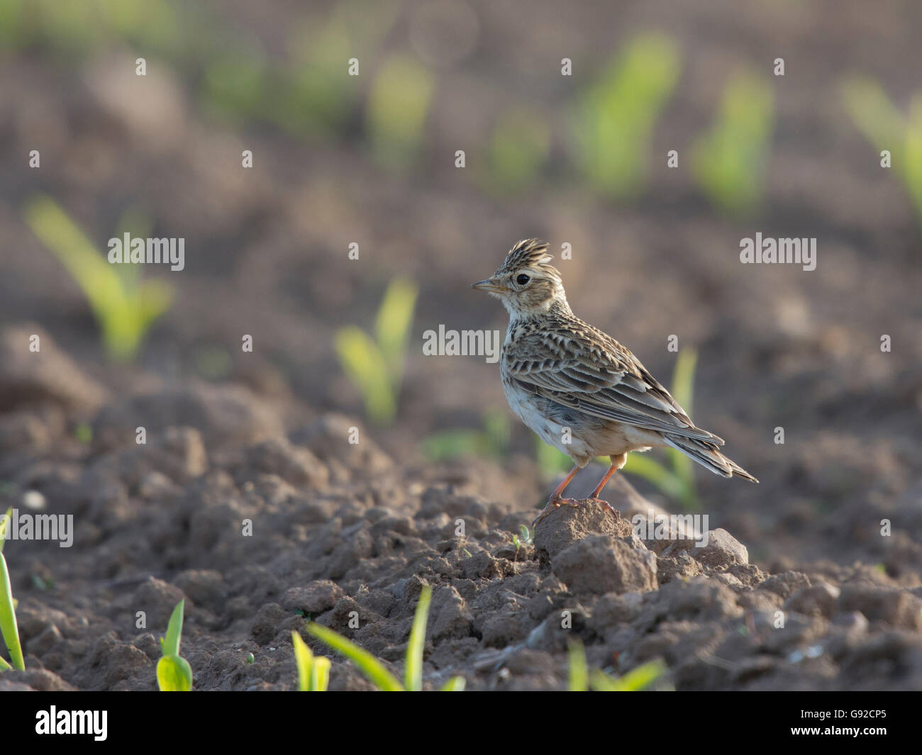 Feldlerche (Alauda Arvensis) Stockfoto