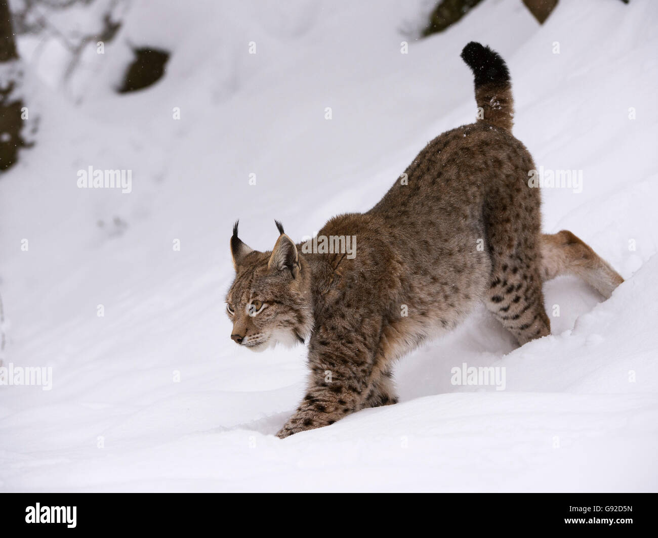 Luchs Oder Nordluchs (Lynx Lynx), Deutschland Stockfoto