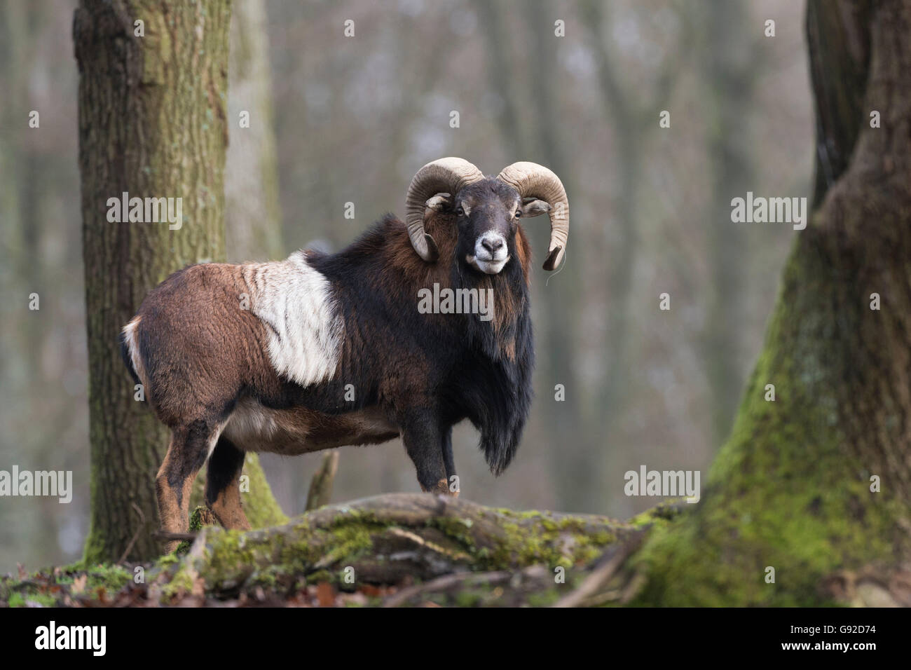 Mufflon (Ovis Orientalis Musimon), Deutschland Stockfoto