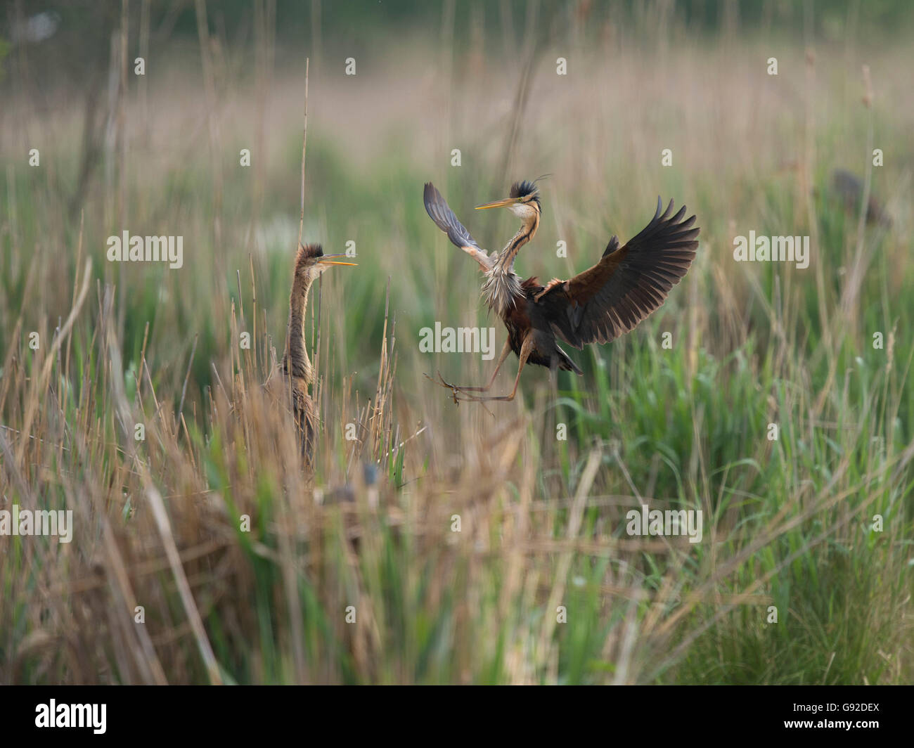 Purpurreiher (Ardea Purpurea), Wagbachniederung Waghaeusl, Baden-Württemberg, Deutschland Stockfoto