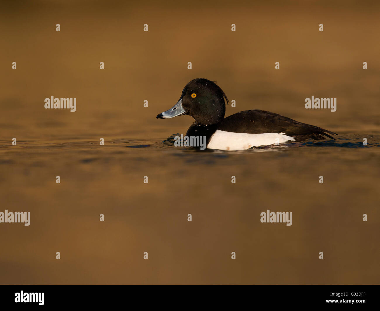 Reiherente (Aythya Fuligula), Trier, Mosel, Rheinland-Pfalz, Deuschland Stockfoto