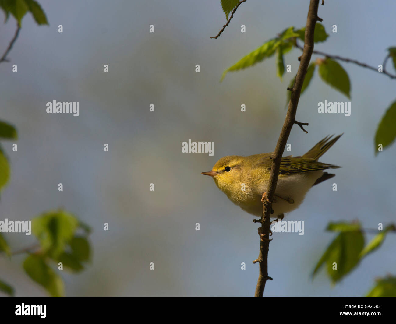 Waldlaubsaenger (Phylloscopus Sibilatrix) Stockfoto