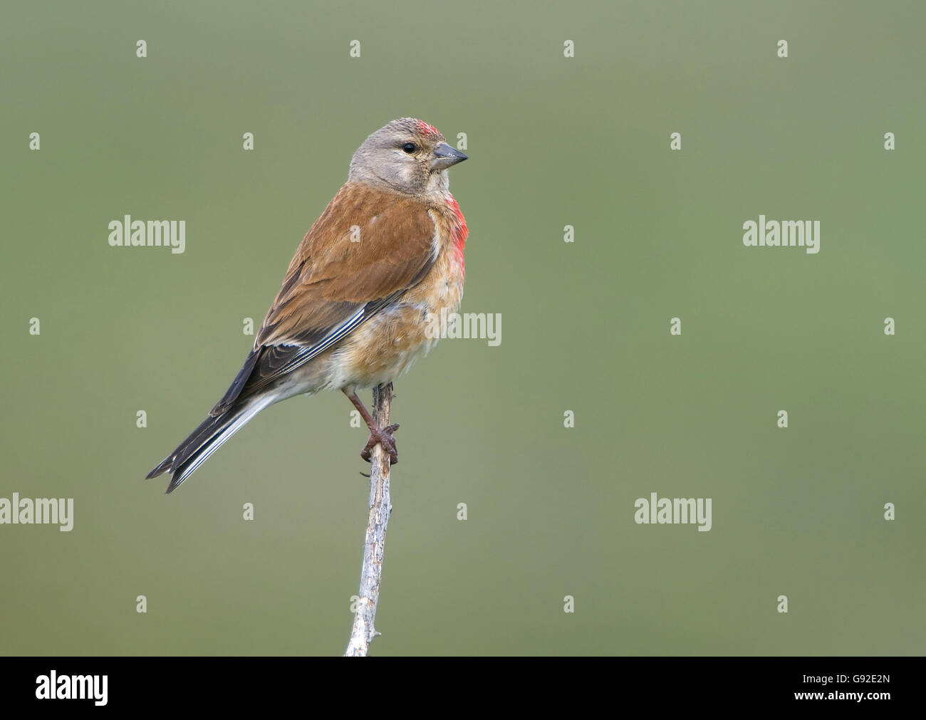 Hänfling, männliche / (Zuchtjahr Cannabina, Acanthis Cannabina) / Seite Stockfoto