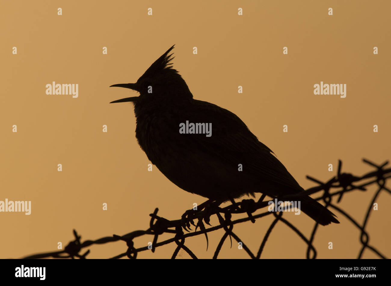 Crested Lark, Griechenland / (Galerida Cristata) / Seite Stockfoto