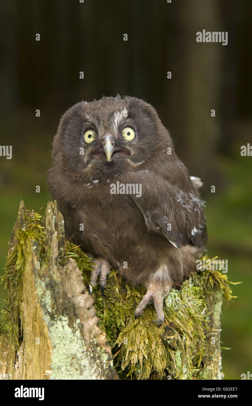 Der Rauhfußkauz Eule, Biotechnik / (Aegolius Funereus) Stockfoto