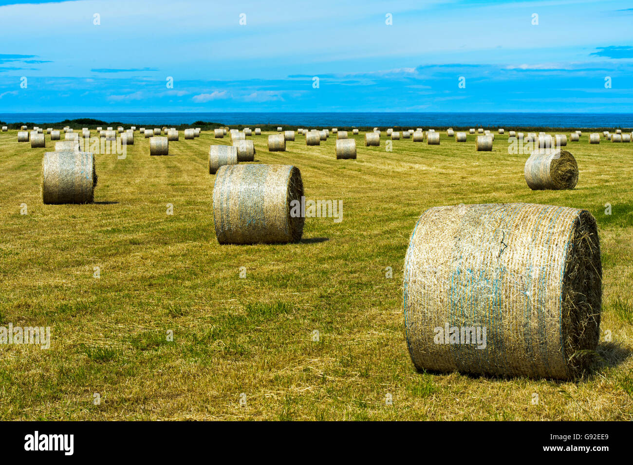 Drückte Runde Strohballen auf Stoppelfeld am Meer, Schottland, Großbritannien Stockfoto