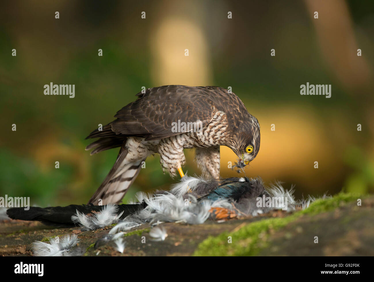 Nördlichen Sperber mit Beute / (Accipiter Nisus) Stockfoto