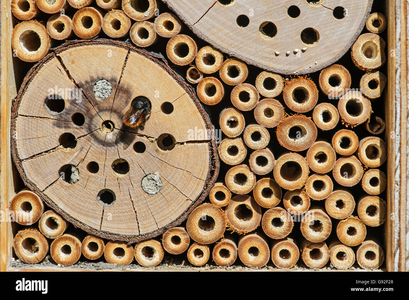 Teilansicht des ein Bienenhotel, künstliche Nester Hilfsmittel, bietet Schutz und nisten Einrichtungen für Solitärbienen, Schweiz Stockfoto