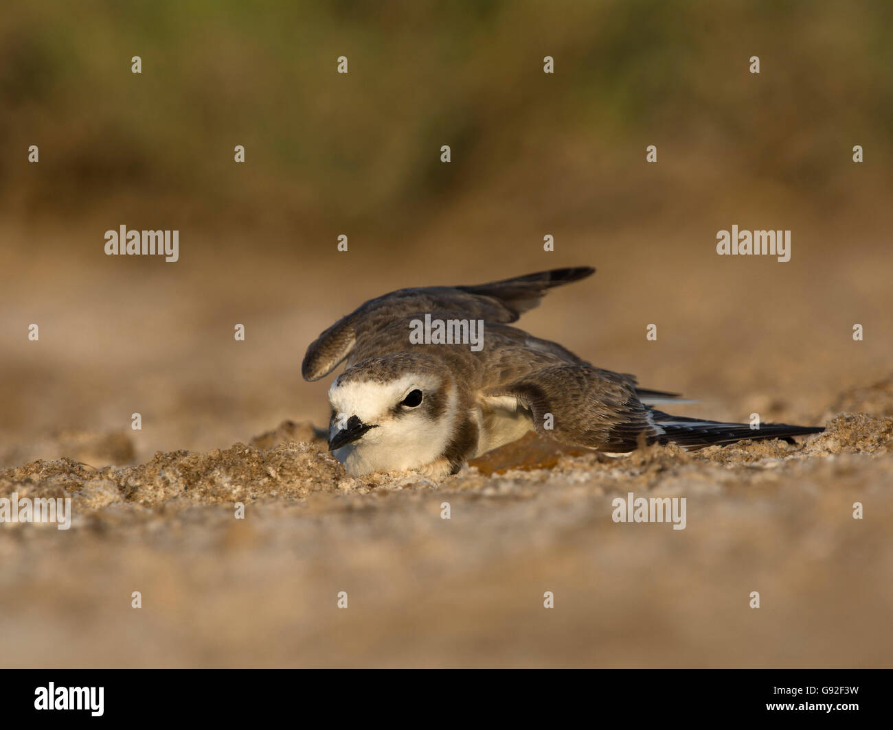 Seeregenpfeifer (Charadrius Alexandrinus) Stockfoto