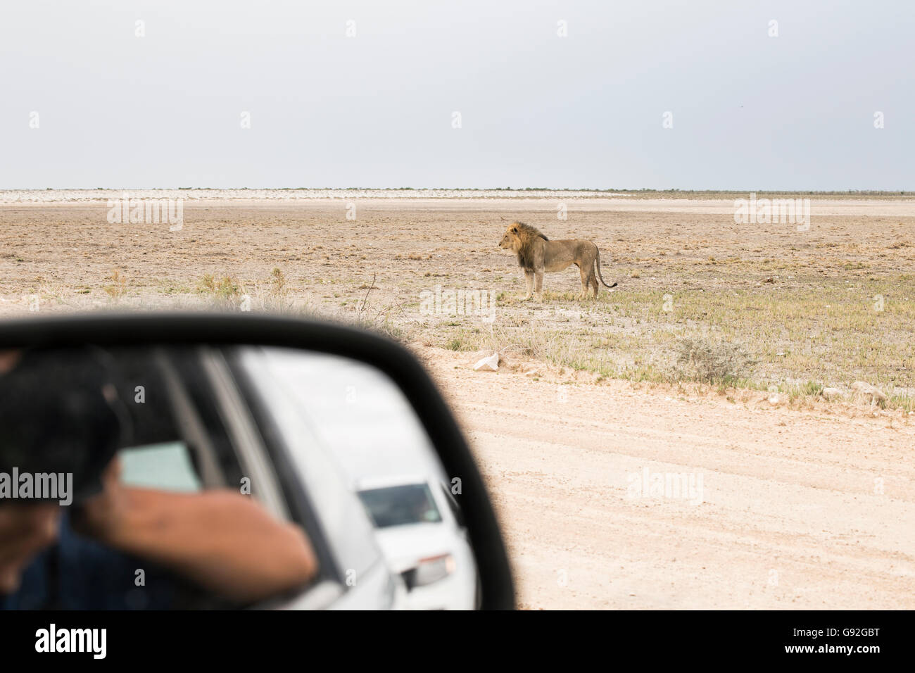 Lion entdeckt während einer Pirschfahrt in Namibia Stockfoto