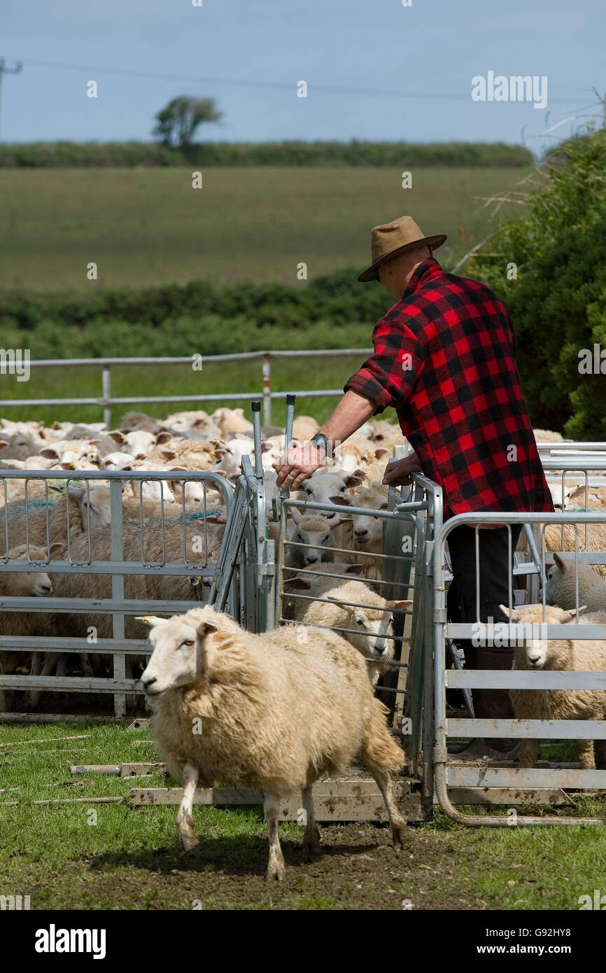 Hirten Schafe durch ein Gedränge und Rennen läuft Stockfoto
