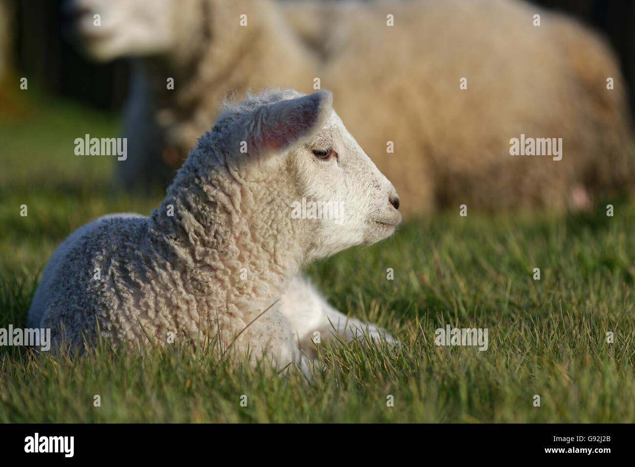 Texel Schafe, Niederrhein, Nordrhein-Westfalen, Deutschland Stockfoto