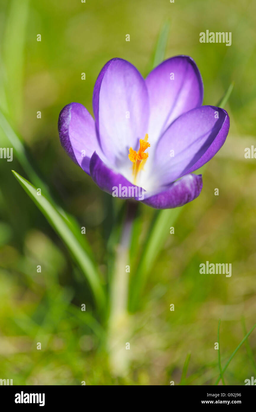 Woodland-Krokus / (Crocus Tommasinianus) Stockfoto