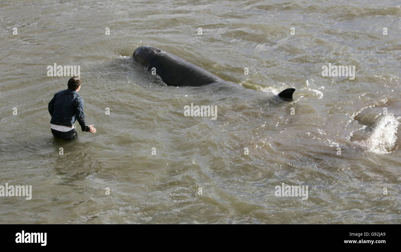 Wal-Tiere Stockfoto