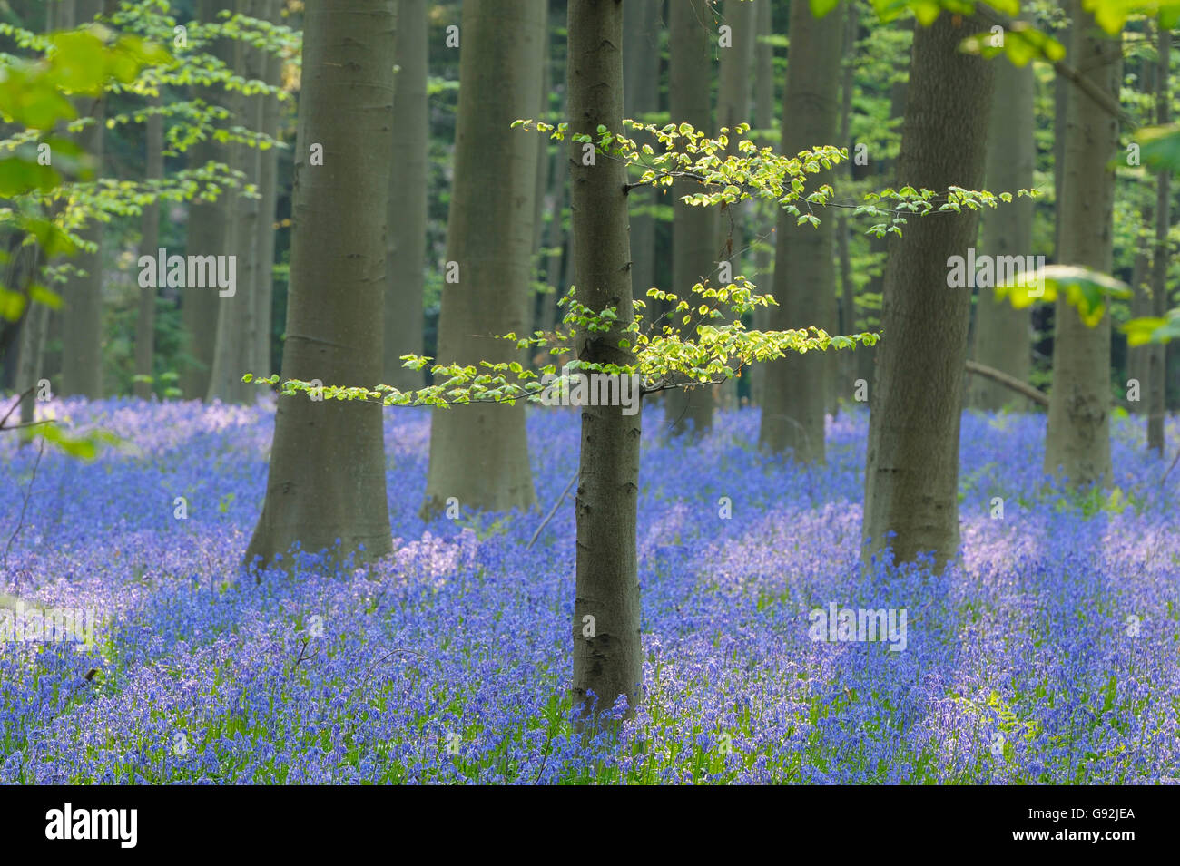 Gemeinsamen Blue-Bell, Hallerbos, Belgien / (Hyacinthoides non-Scripta, Endymion Nonscriptus, Scilla non-Scripta) Stockfoto