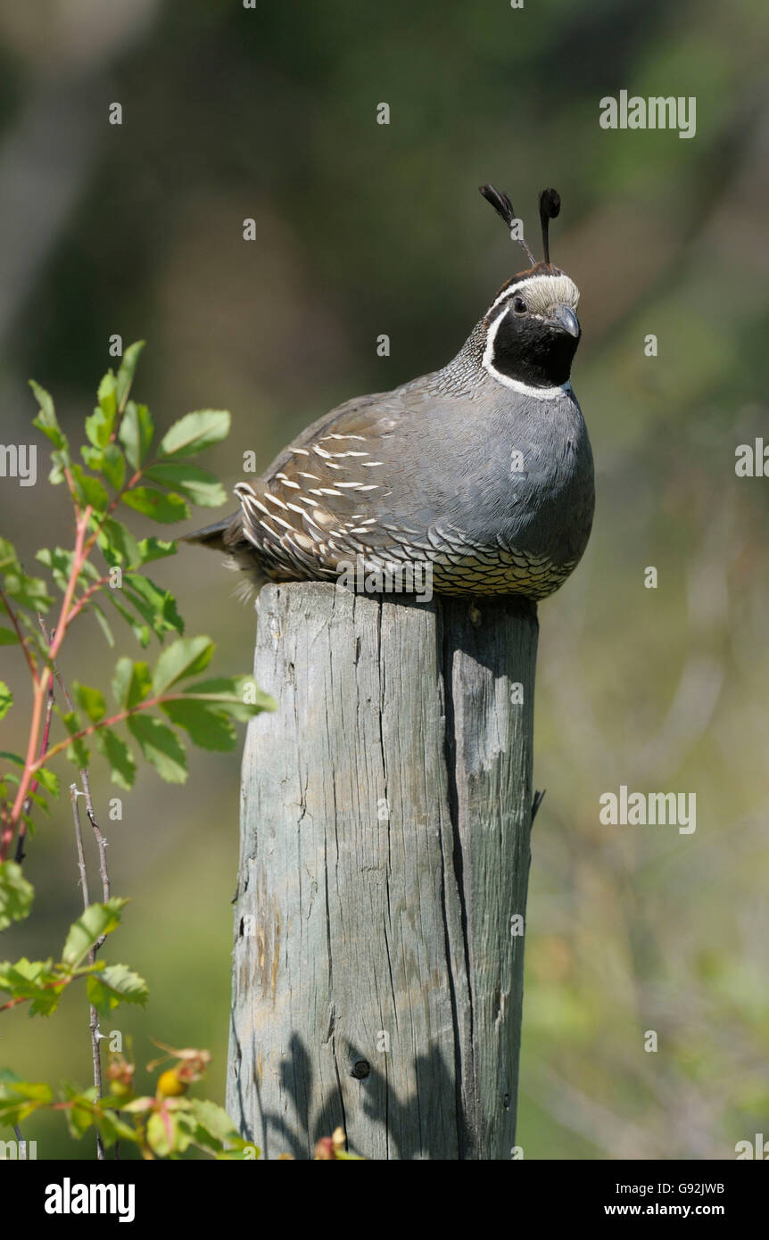 Kalifornien Wachteln, Männlich, British Columbia, Kanada / (Lophortyx Californica, Art Californica) Stockfoto