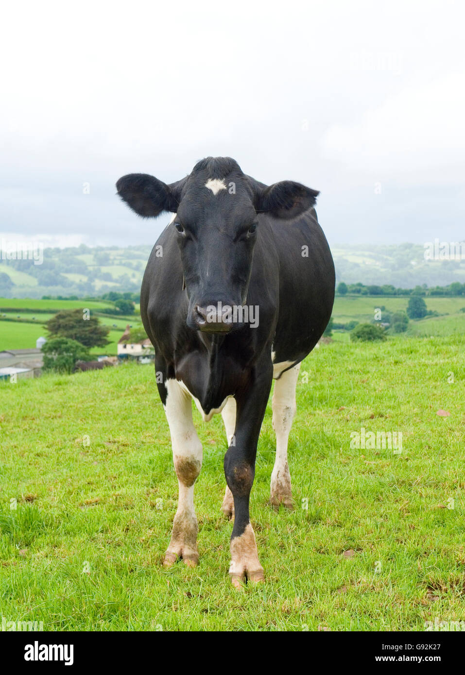 friesische Kühe Stockfoto