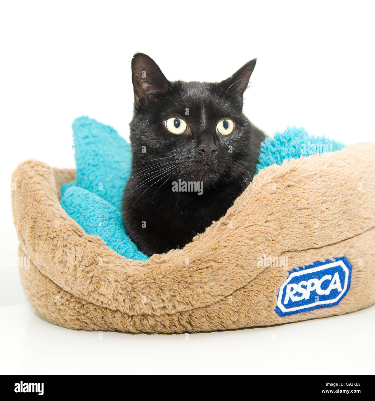 schwarze Katze im Bett Stockfoto